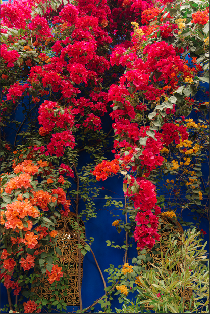 Bougainvillea Wall, Jardin Majorelle, Marrakech