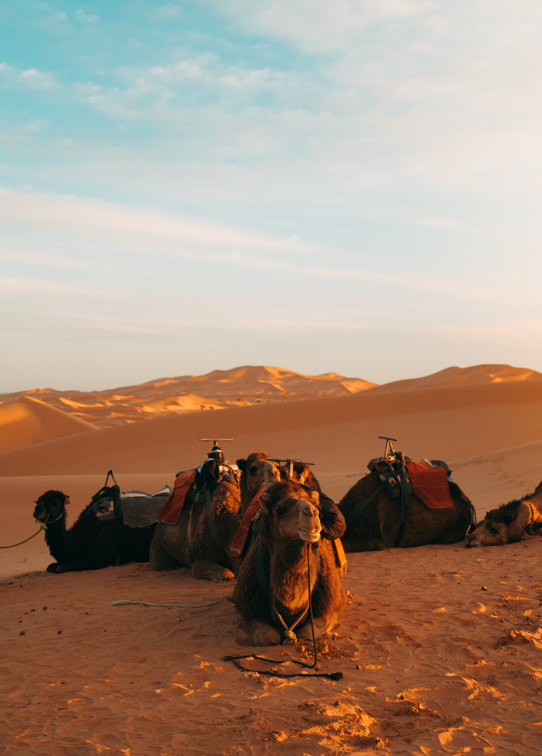 Cool Camels (Sahara, Morocco)