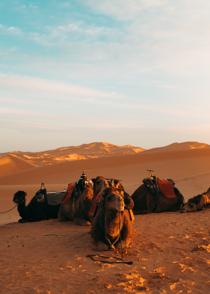 Cool Camels (Sahara, Morocco)