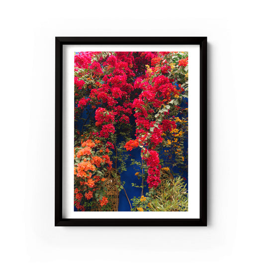 Bougainvillea Wall, Jardin Majorelle, Marrakech
