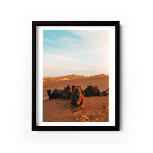 Cool Camels (Sahara, Morocco)